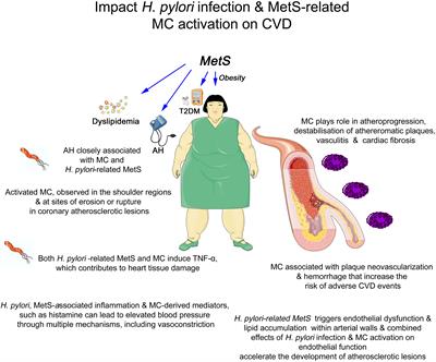 Impact of Helicobacter pylori and metabolic syndrome-related mast cell activation on cardiovascular diseases